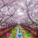 Spot Terbaik Melihat Bunga Sakura di Korea Selatan